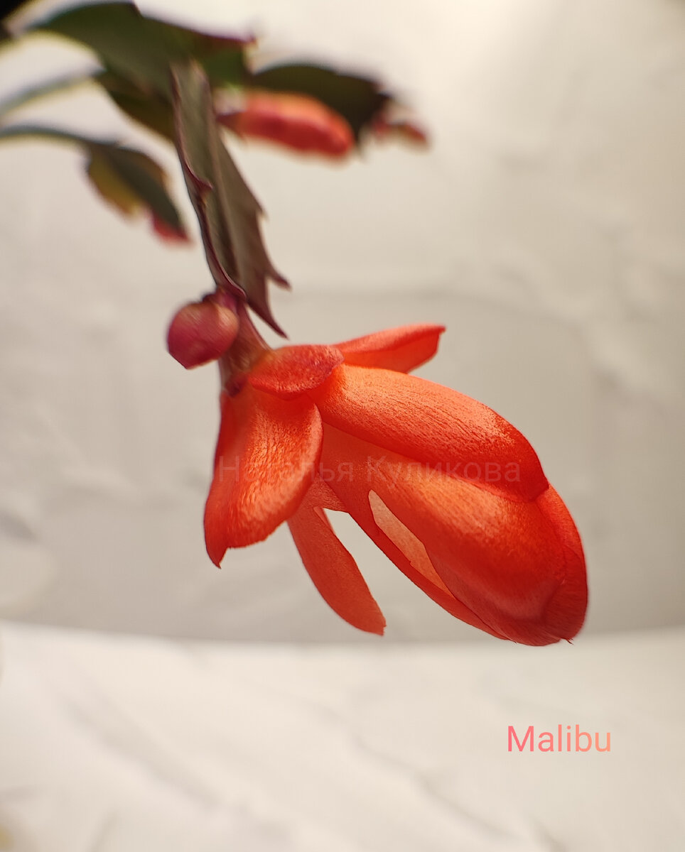 Бутон шлюмбергеры сорт Малибу. Первое цветение. Фото моё. 