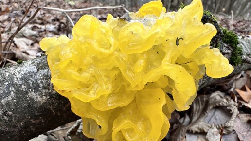 Дрожащими могут быть не только твари, но еще и грибы)! | Грибы и их ...