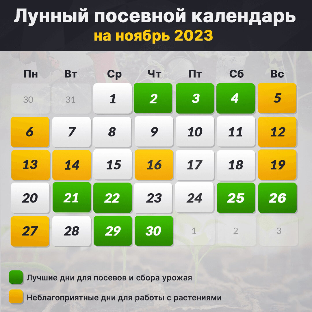 Лунный посевной календарь на ноябрь 2023: посадите многолетники и озимые |  Интернет-газета «Жизнь» | Дзен