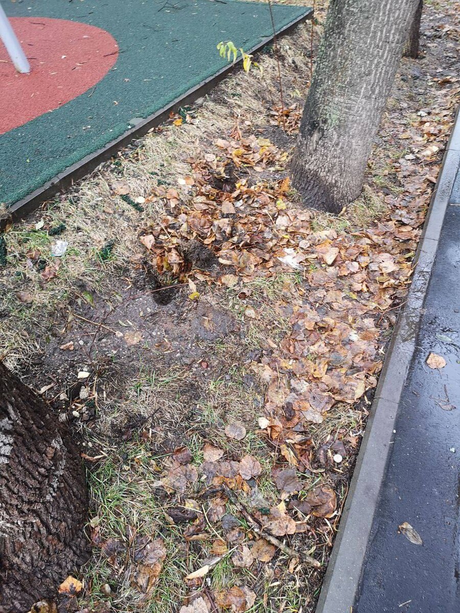 Кто-то выкопал кустарники недавно посаженной живой изгороди.