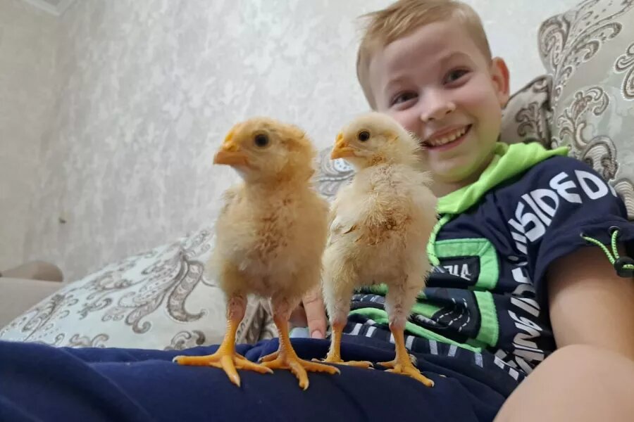 Цыплята в квартире. Ольга Панфилова   📷