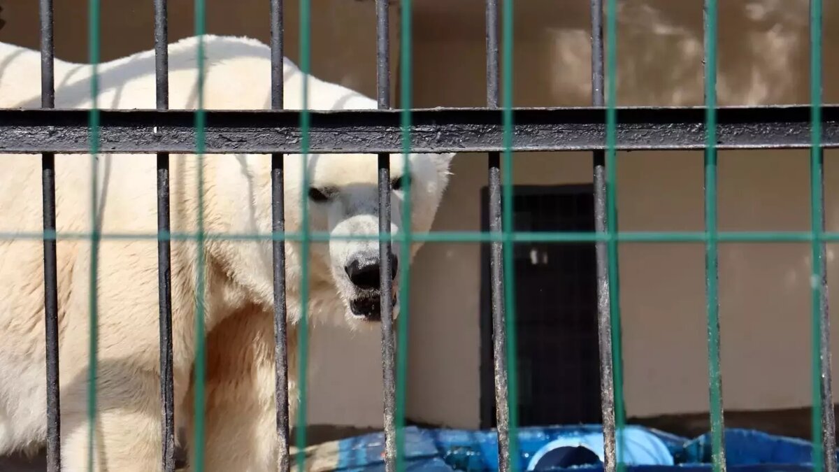     Прокуратура Приволжского района Казани выявила нарушения в содержании белого медведя в казанском зоопарке. Об этом сообщили в пресс-службе надзорного ведомства.