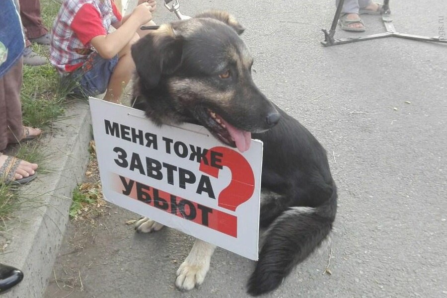 Не убивай меня. Защита бездомных собак. Убийство бездомных собак. Защитники бездомных животных.