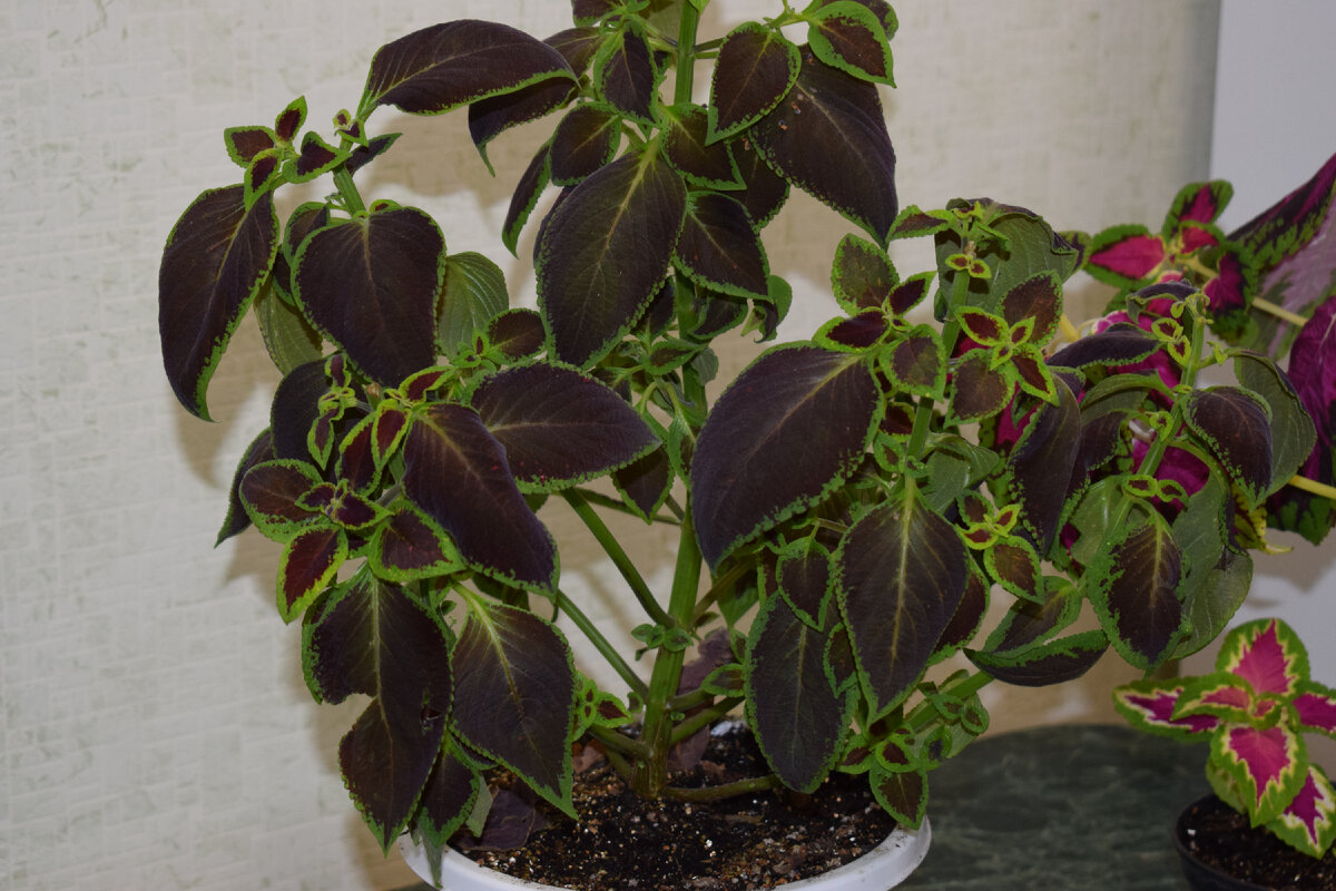 колеус дома(фото автора)