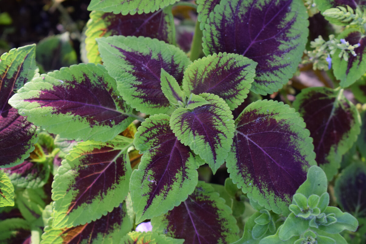 у колеуса очень красивые листья(фото автора)