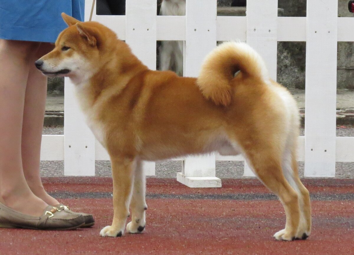   Си́ба-и́ну, или сиба-кэн (яп. 柴犬), — порода охотничьих собак, выведенная на японском острове Хонсю, самая мелкая из шести пород исконно японского происхождения.