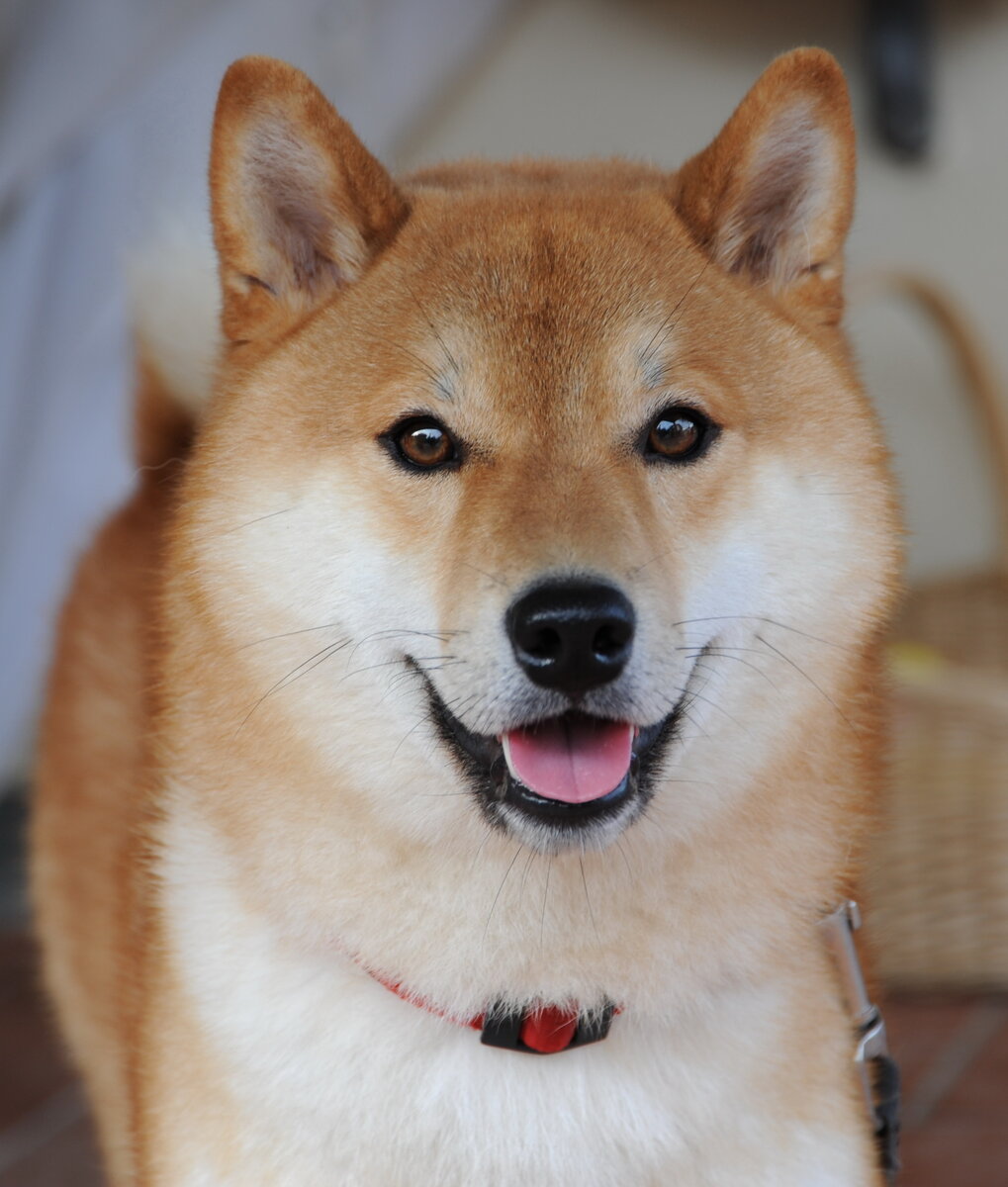   Си́ба-и́ну, или сиба-кэн (яп. 柴犬), — порода охотничьих собак, выведенная на японском острове Хонсю, самая мелкая из шести пород исконно японского происхождения.-2