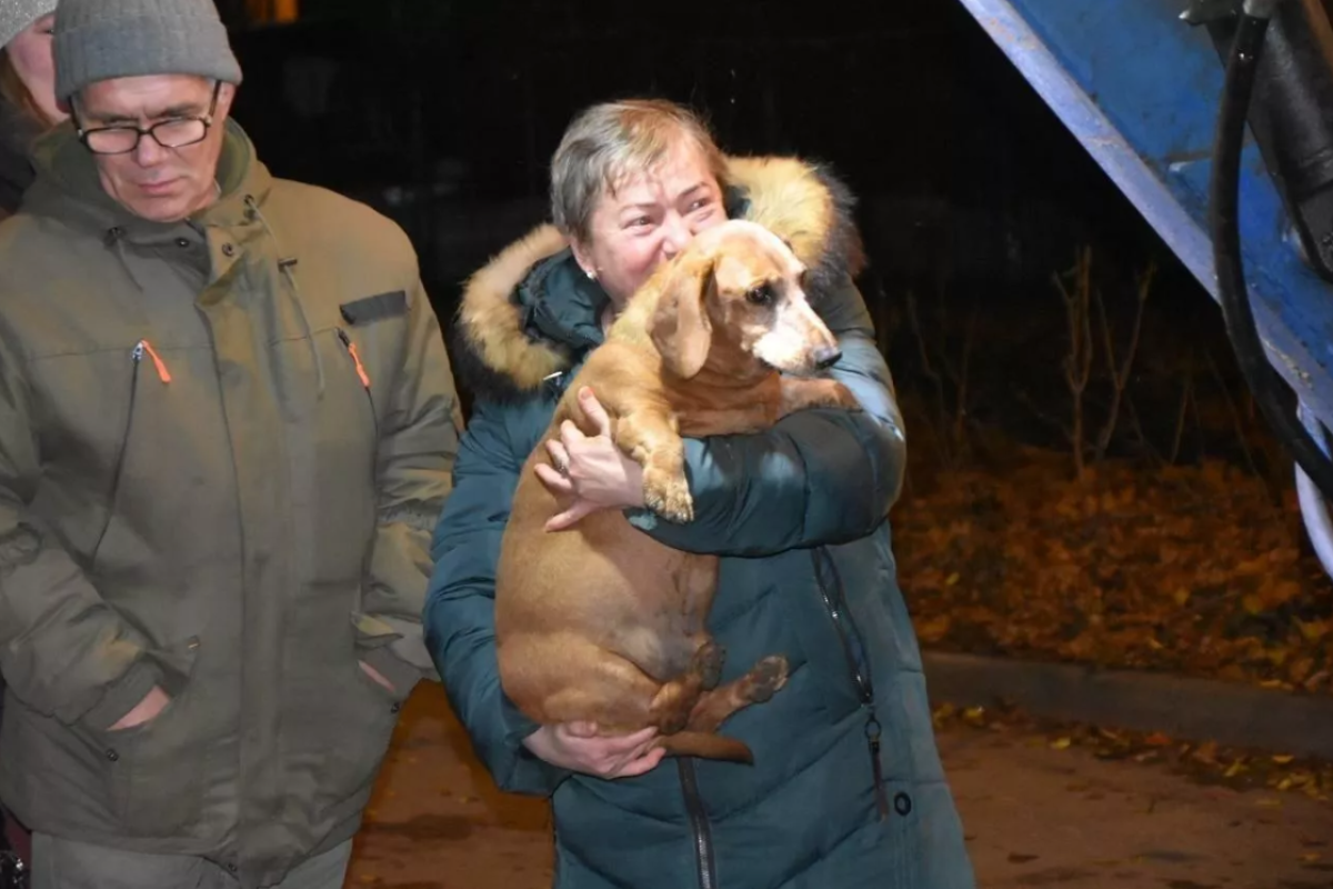    В подмосковном Подольске спасли таксу, застрявшую в канализационном люке