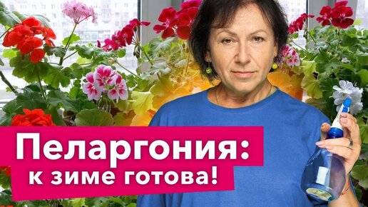 Вот что нужно обязательно сделать с пеларгонией осенью, чтобы она ушла в зиму здоровой и крепкой