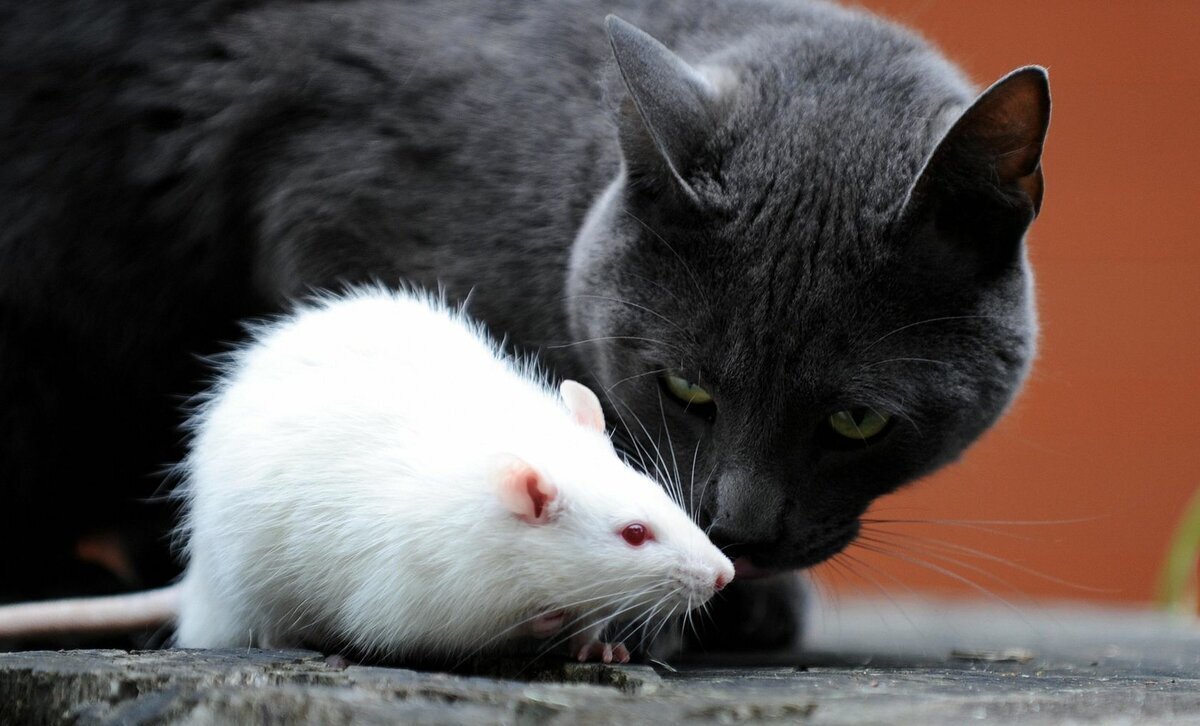 Мышка любит кошку. Кошка и крыса. Кошки-мышки. Кошка и мышь. Котик с мышкой.