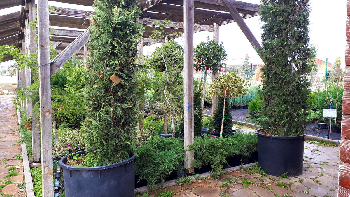 "Дивный лес" в одном из садовых центров Евпатории.