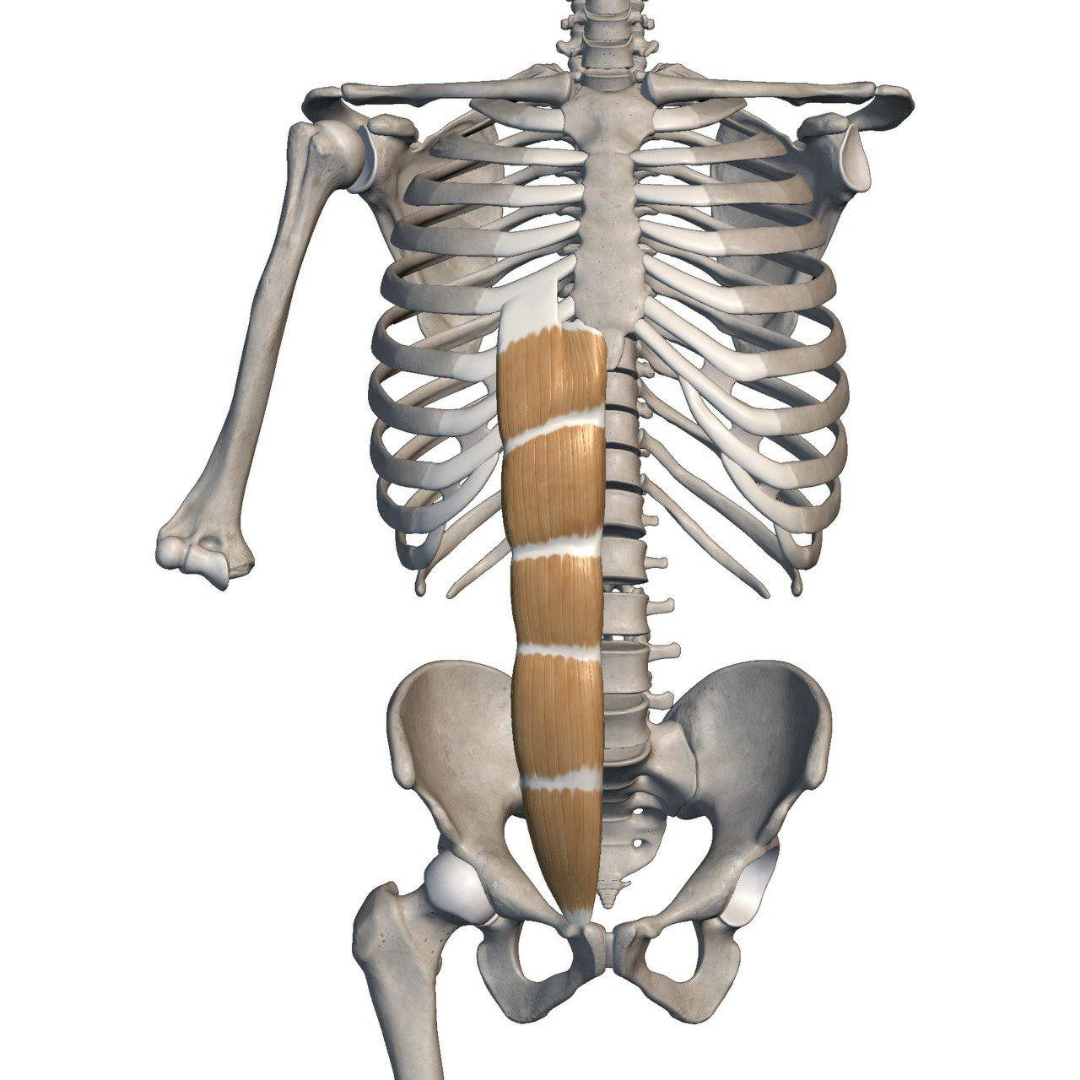 Прямая мышца живот