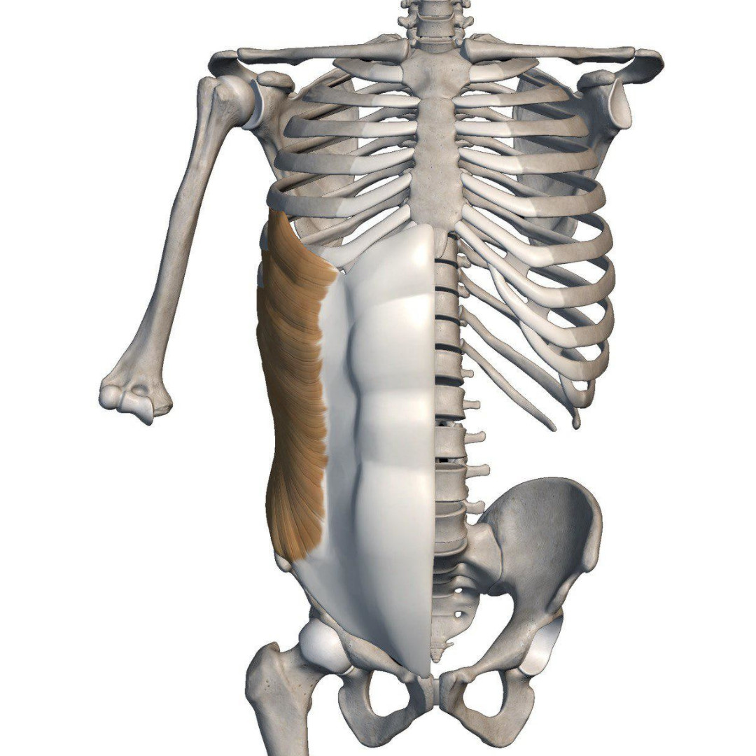 Наружная косая мышца живота
