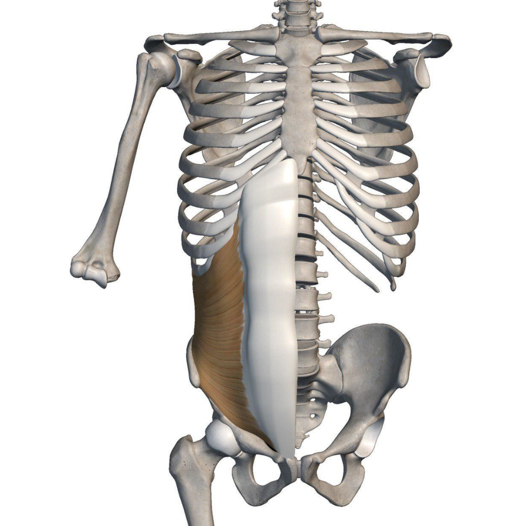 Внутренняя косая мышца живота