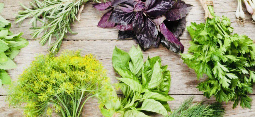 пряные травы