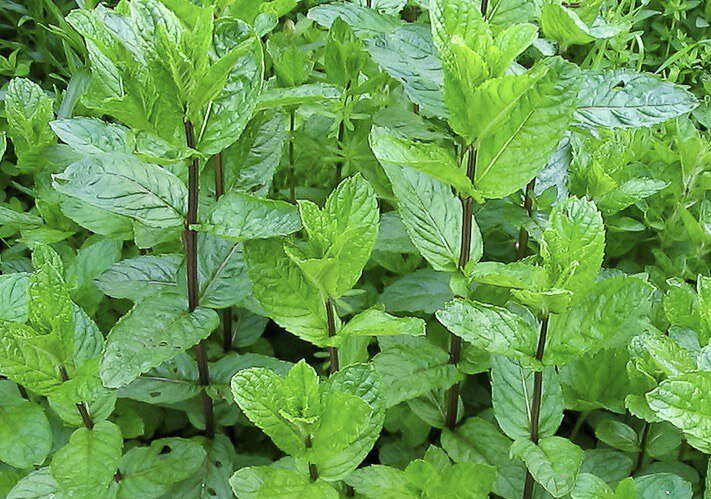 мята перечная