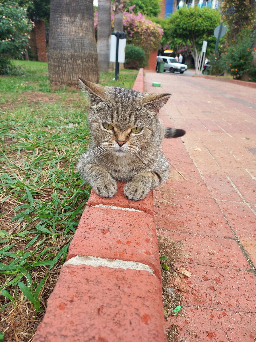 ÐÐ¾ÑÐºÐ¸ Ð¸ ÐºÐ¾ÑÑ Ð² ÐÐ»Ð°Ð½ÑÐµ.