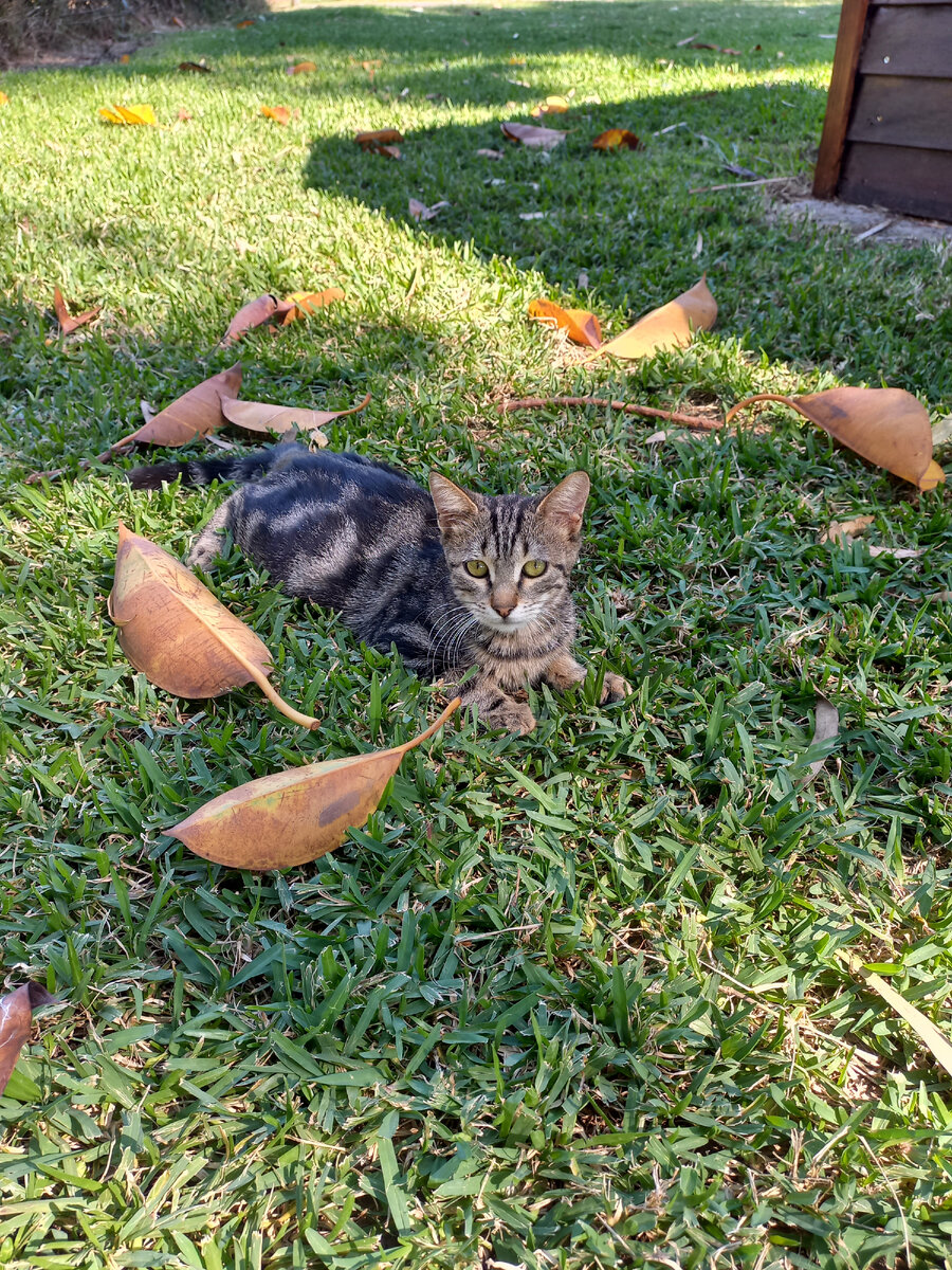 Кошки и коты в Аланье. 