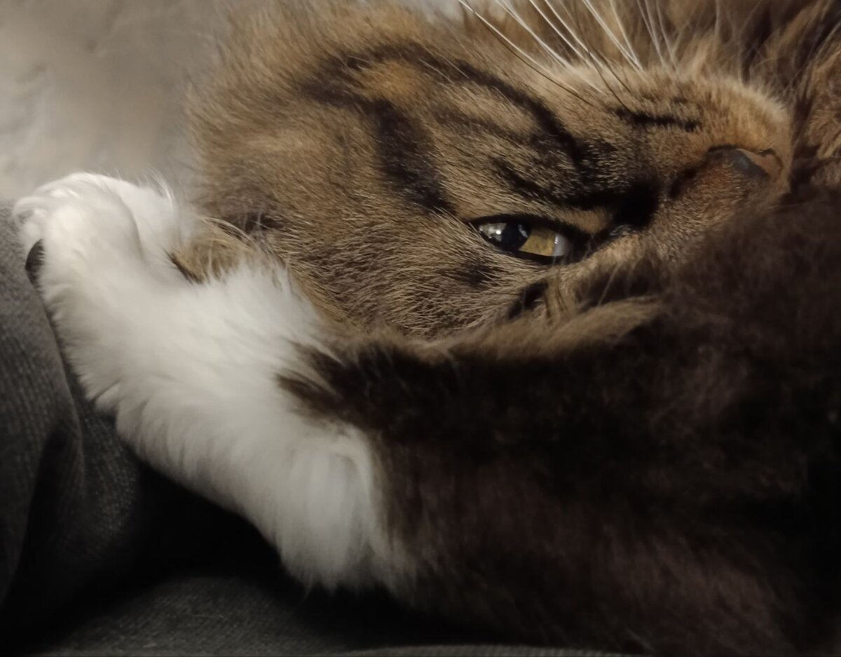 На переднем плане задняя лапа.)