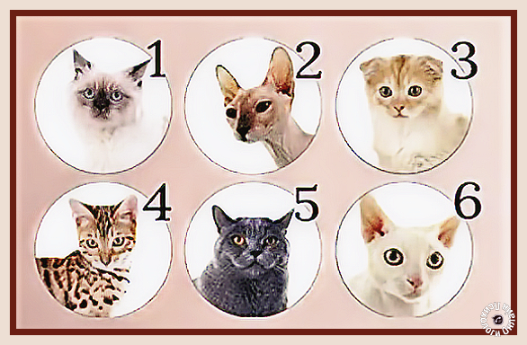 Тест на определение способностей или таланта человека