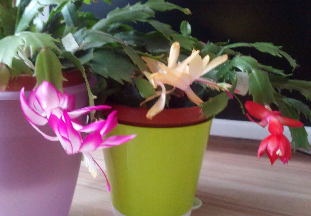 Три цвета!!! Фото автора