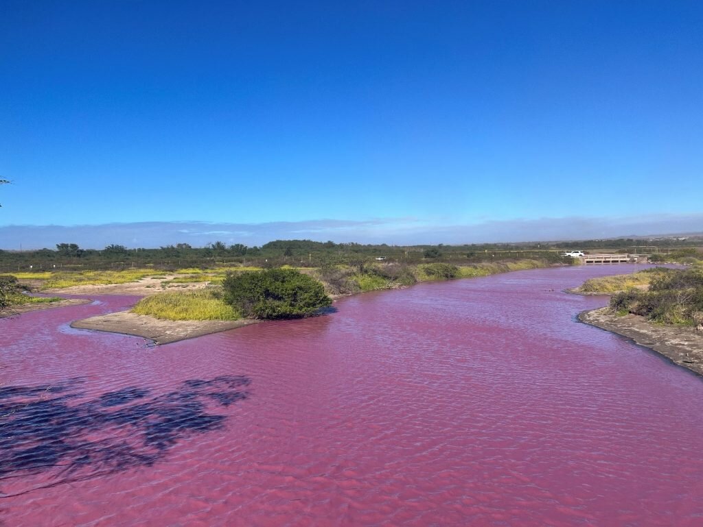 Розовое озеро ядовитое. Ядовито розовый. Розовый пруд. Токсично розовый. Водоем который окрашивается в нежно розовый цвет