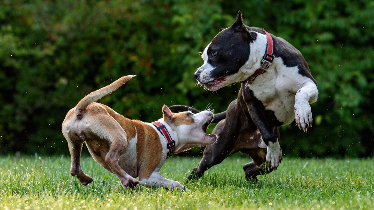    Как подавить агрессию у собаки?© Unsplash / David Taffet