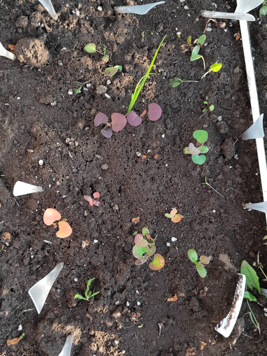 Из всех семян (грубо, на глазок) взошло процентов 10-15