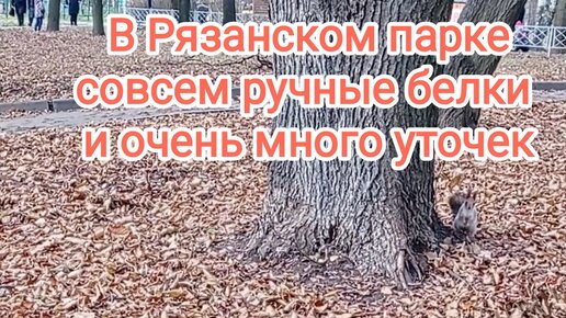 🐿В Рязанском парке совсем ручные белки и очень много уточек🦆Рязанский ЦПКиО в ноябре🐿