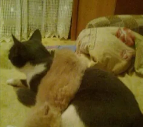 Вот какой я подобрал себе воротник на зиму!