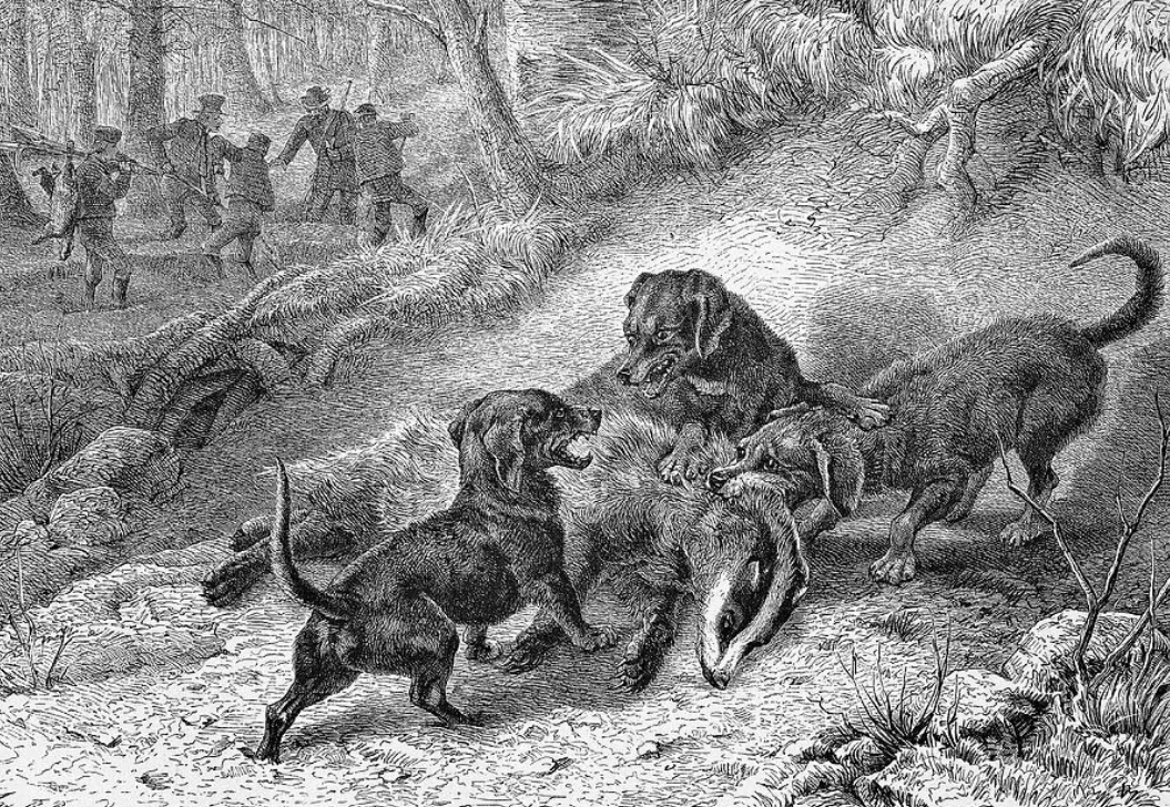 Таксы использовались для охоты на барсука, лису 