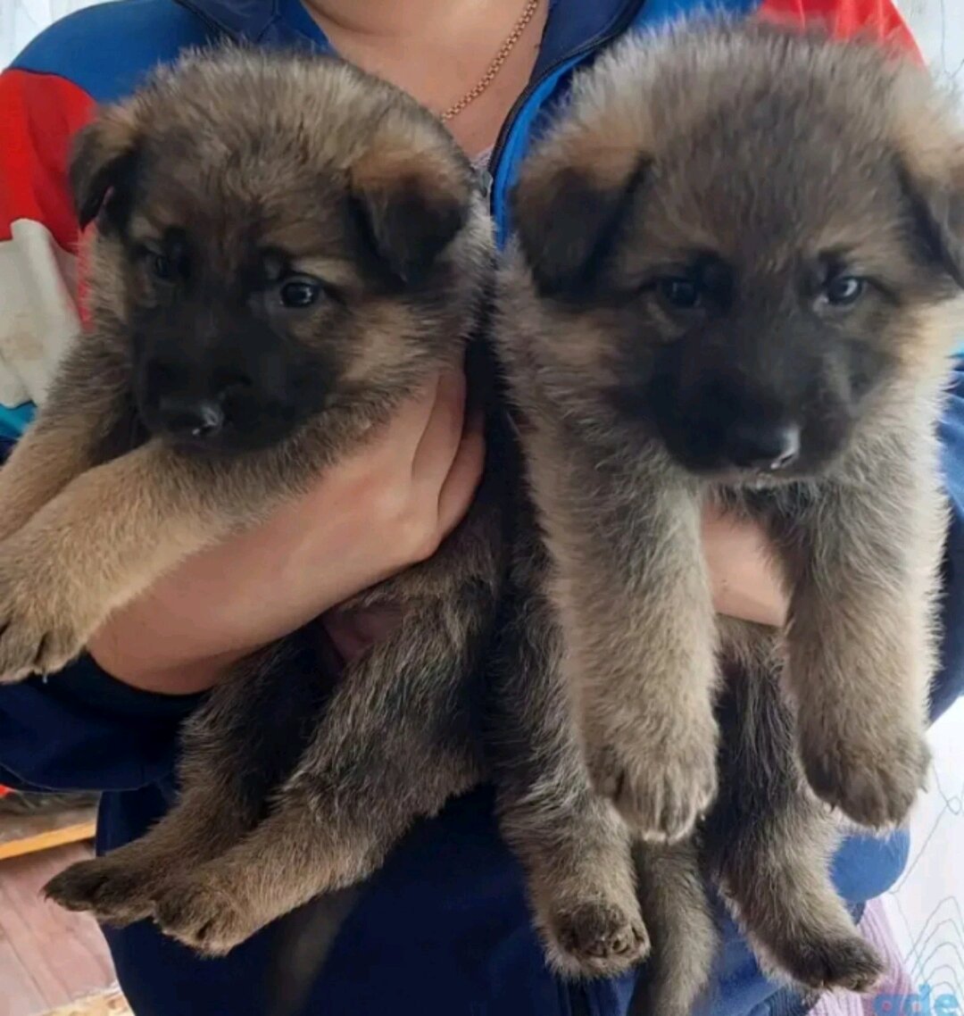 Из объявления. 