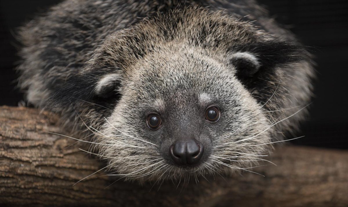 няшный Бинтуронг. Но о нём позже