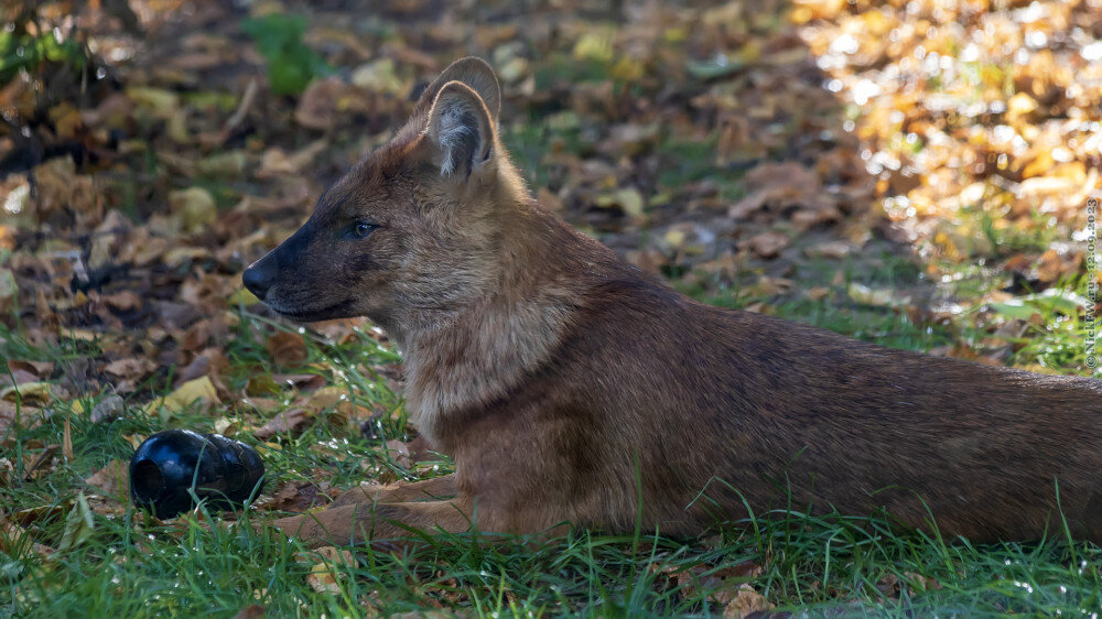1. Красный волк © NickFW.ru — 12.09.2023г.
