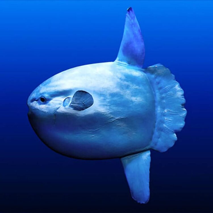 Сообщение удивительные обитатели мирового океана. Рыба-Луна Mola Mola. Sunfish рыба. Обыкновенная острохвостая Луна-рыба. Океанская Солнечная рыба (Mola Mola).