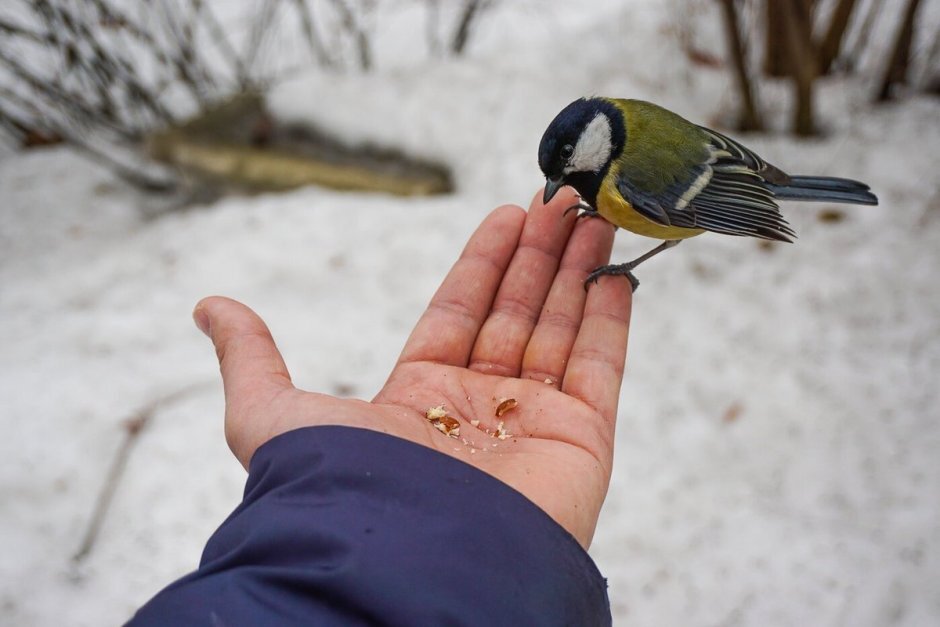 Лучше синица в руках...