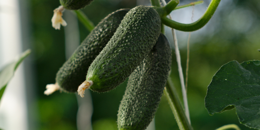 ЗЕЛЕНЫЕ, ХРУСТЯЩИЕ, В ПУПЫРЫШКАХ