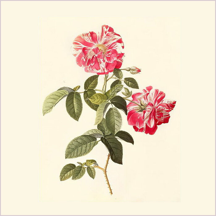 Rosa Mundi. Георг Дионисий Эрет