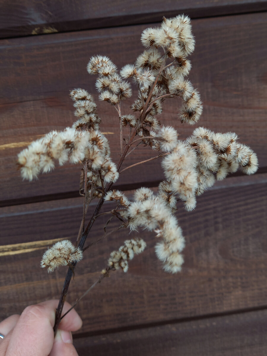 Золотарик прекрасен не только летом. Летом он почти мимоза, осенью почти хлопок. 