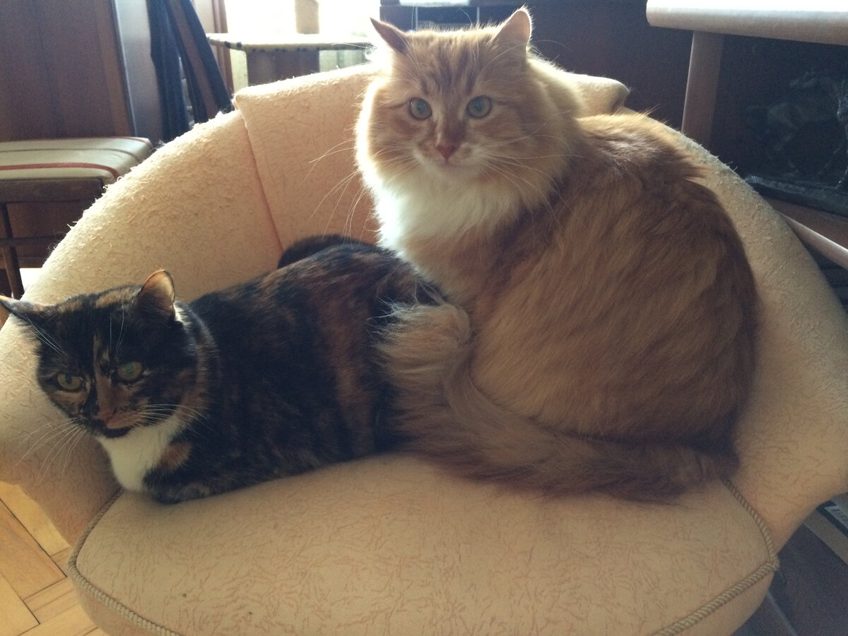 Василиса и Беша. Фото автора