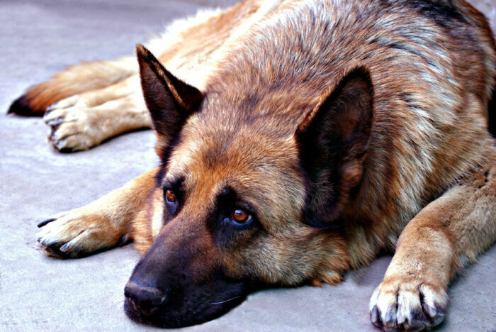 Привыкает долго. |Фото: photoby.ru.