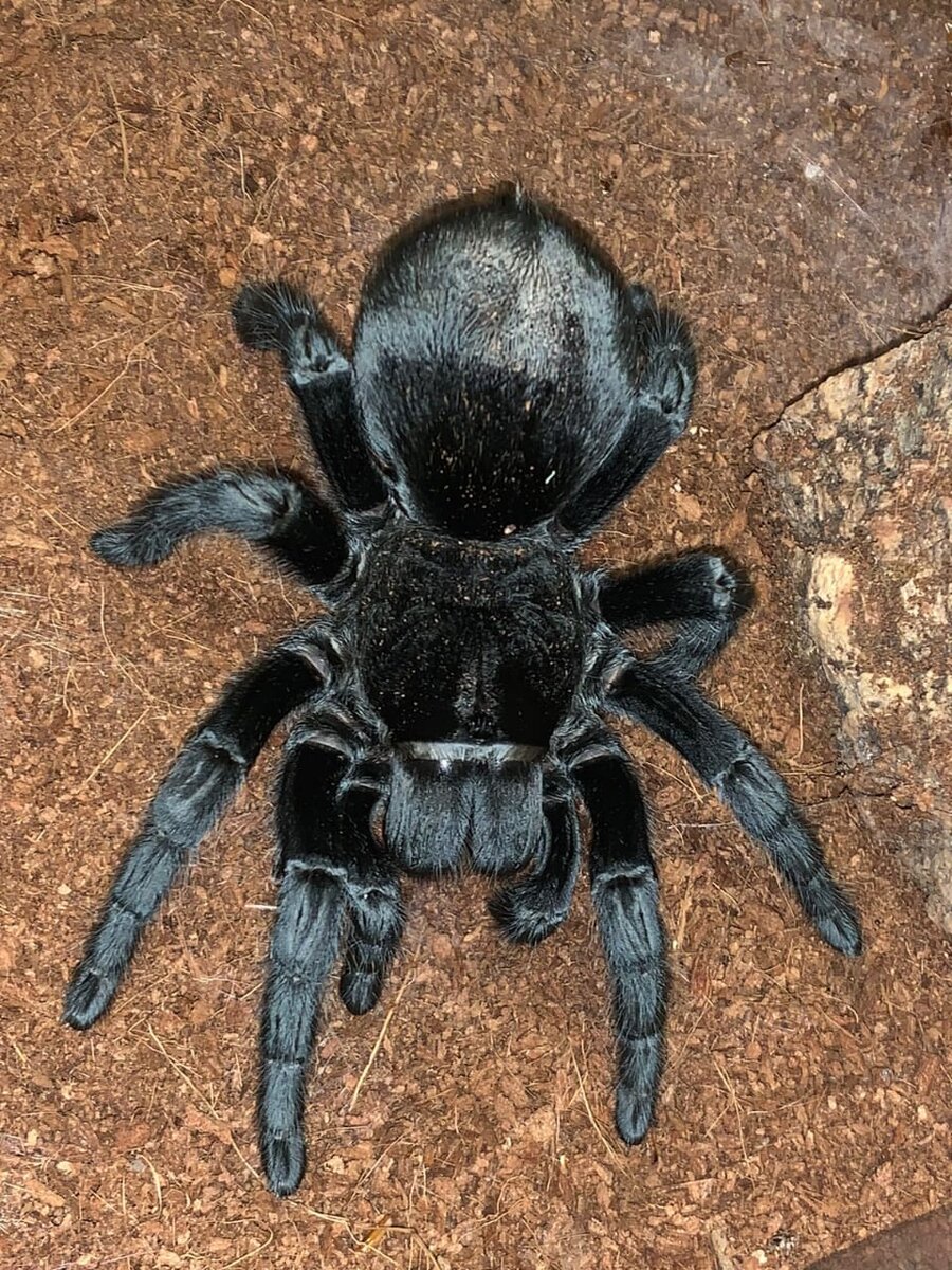 Пауки с выставки.