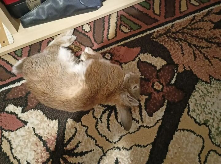 сладко спит после укола