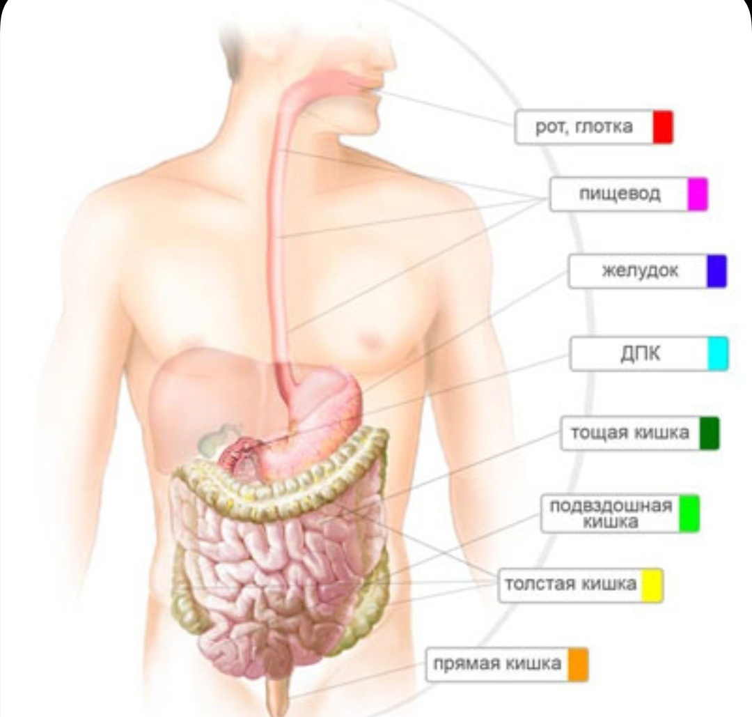 Рот пищевод кишечник. Строение ЖКТ человека. Строение органов желудочно-кишечного тракта. Желудочно-кишечный тракт человека анатомия. Строение желудочного тракта человека.