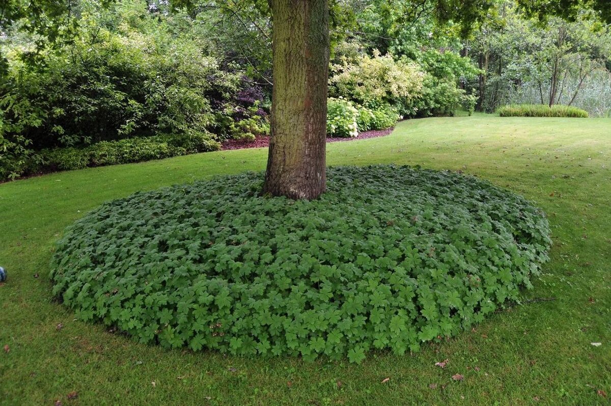 пахизандра верхушечная green carpet