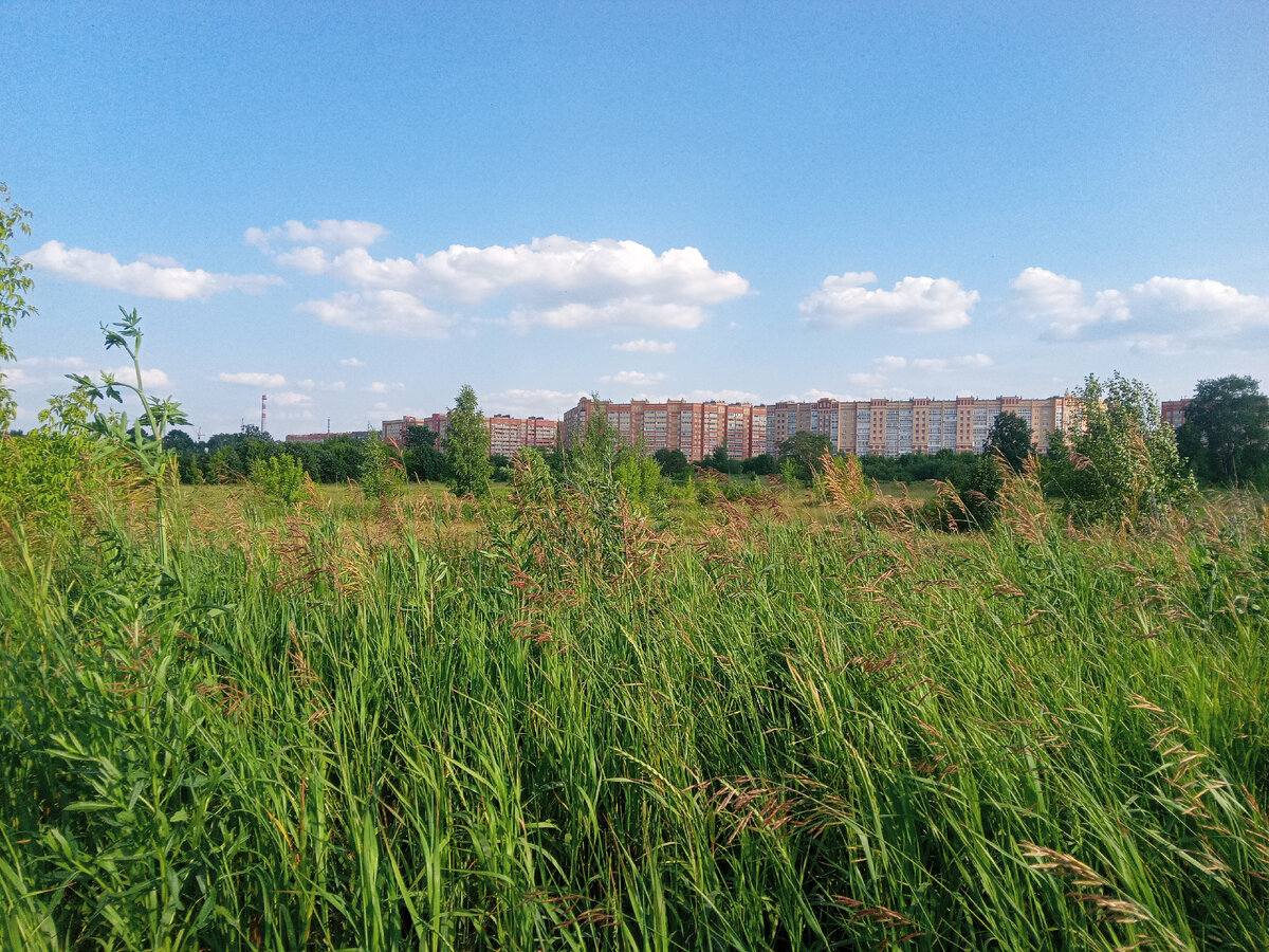 Поле в городе