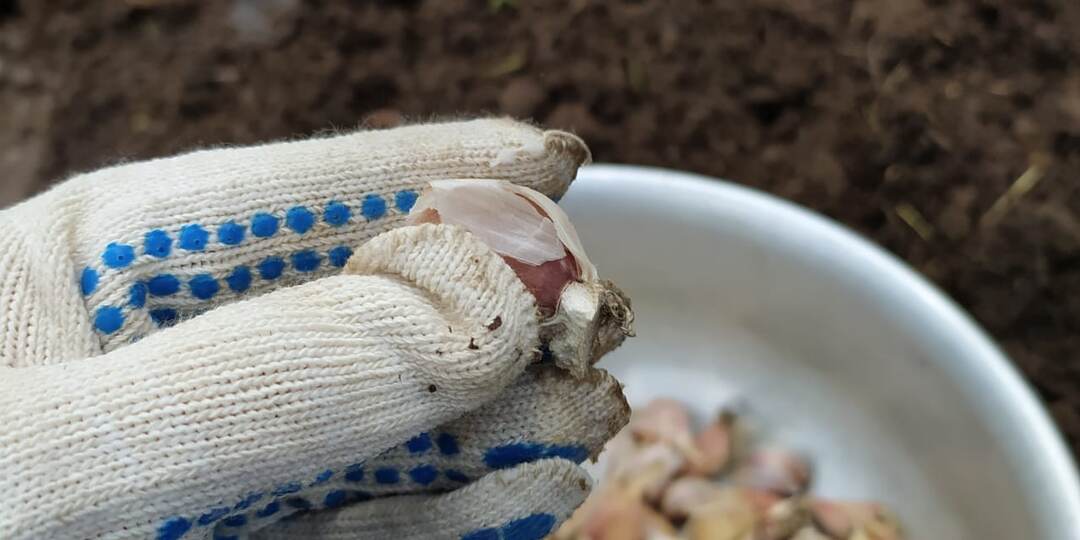 Что делать, если не успели посадить озимый чеснок под зиму. Можно ли сажать зубчики весной