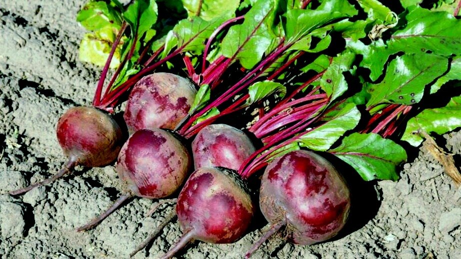 Советую вам посеять свеклу под зиму. Эффект вас удивит и порадует