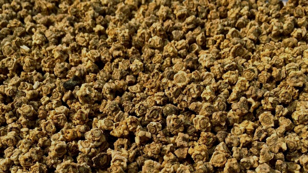 Отберите для зимнего посева свеклы самые крупные семена