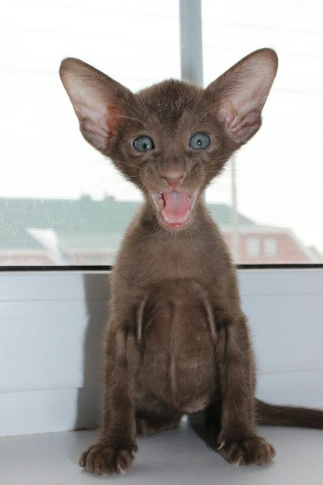 ÐÑÑÐ¾ÑÐ½Ð¸Ðº ÑÐ¾ÑÐ¾: https://ru.pinterest.com